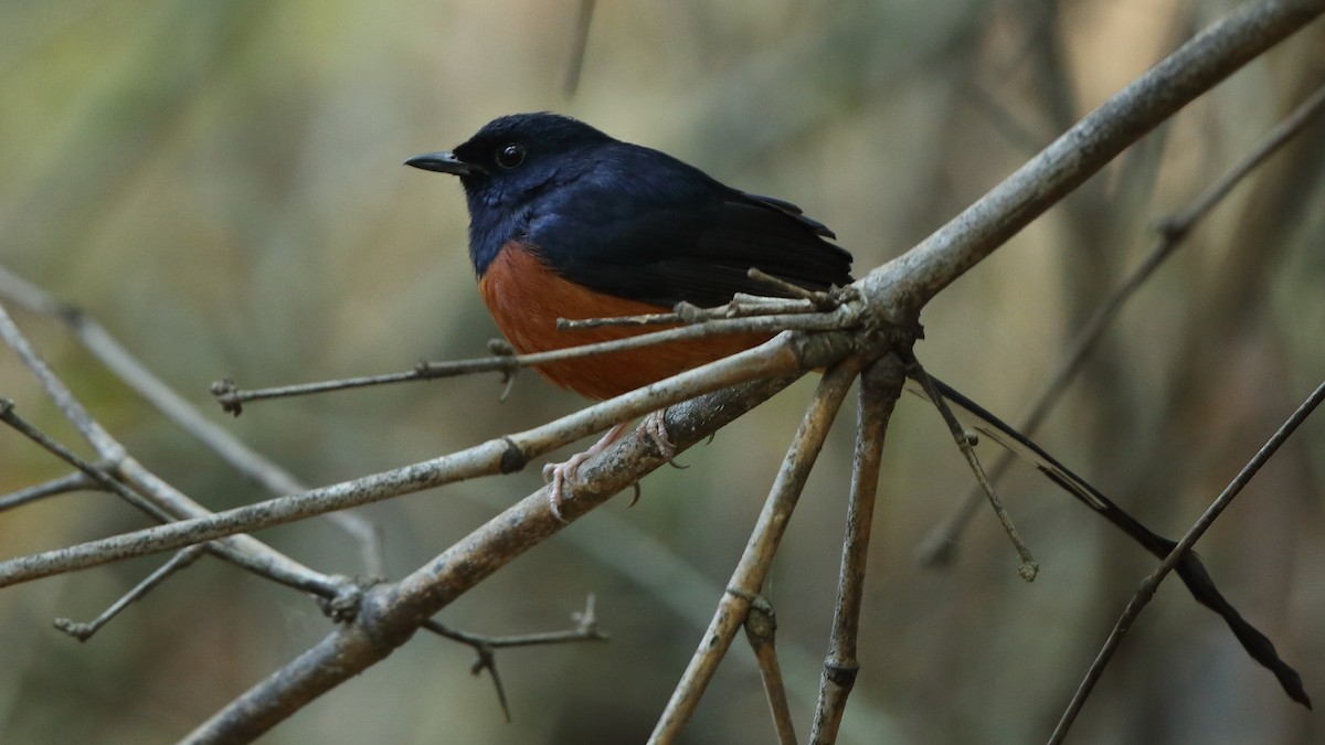 White-rumped Shama (White-rumped) - Albin Jacob