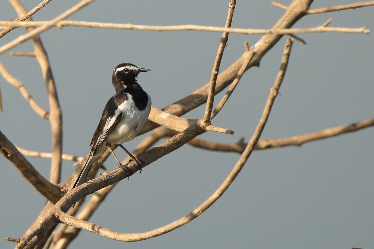 White-browed Wagtail - Albin Jacob