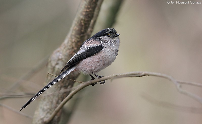 Long-tailed Tit - Jon Maguregi Arenaza