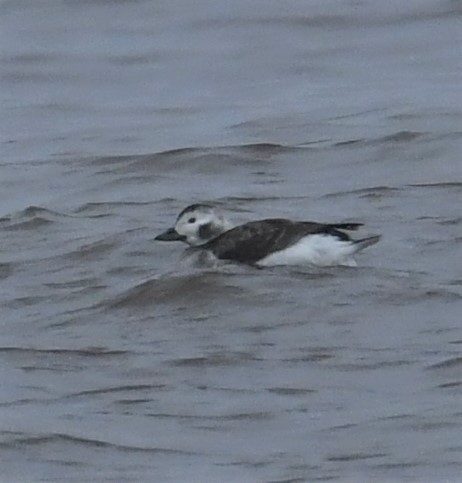 Long-tailed Duck - ML202948321