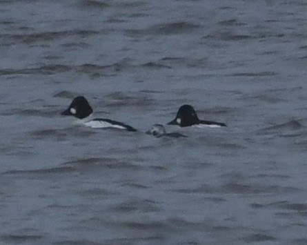 Long-tailed Duck - ML202948331