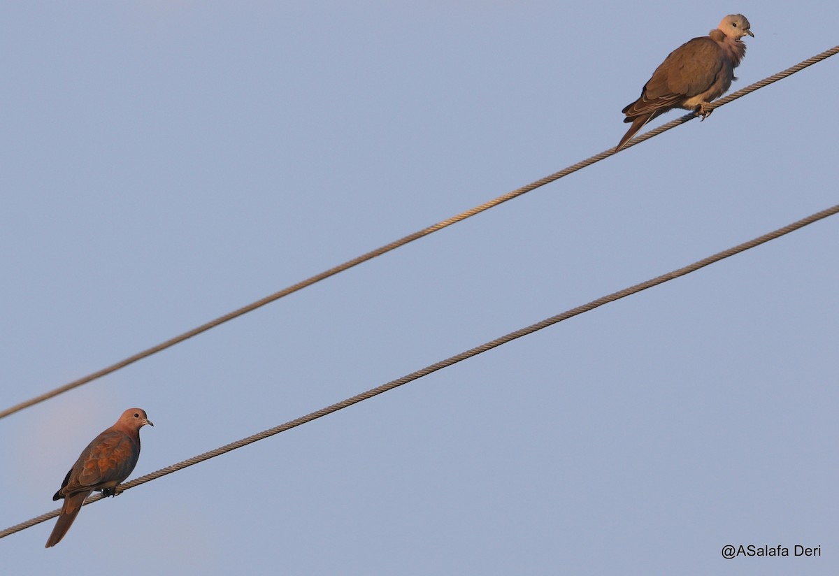 Ring-necked Dove - ML202949331