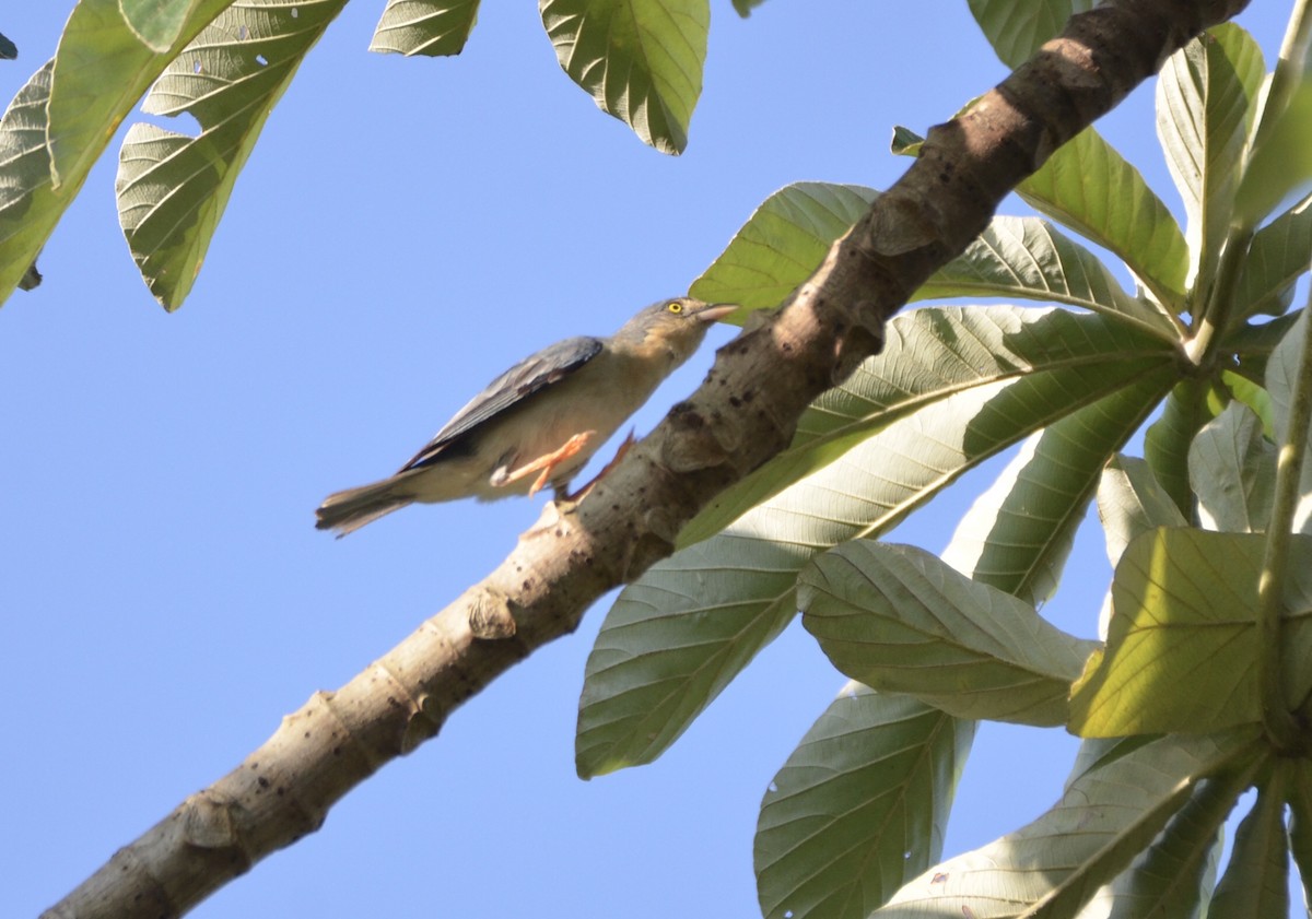 Hooded Tanager - ML202949531