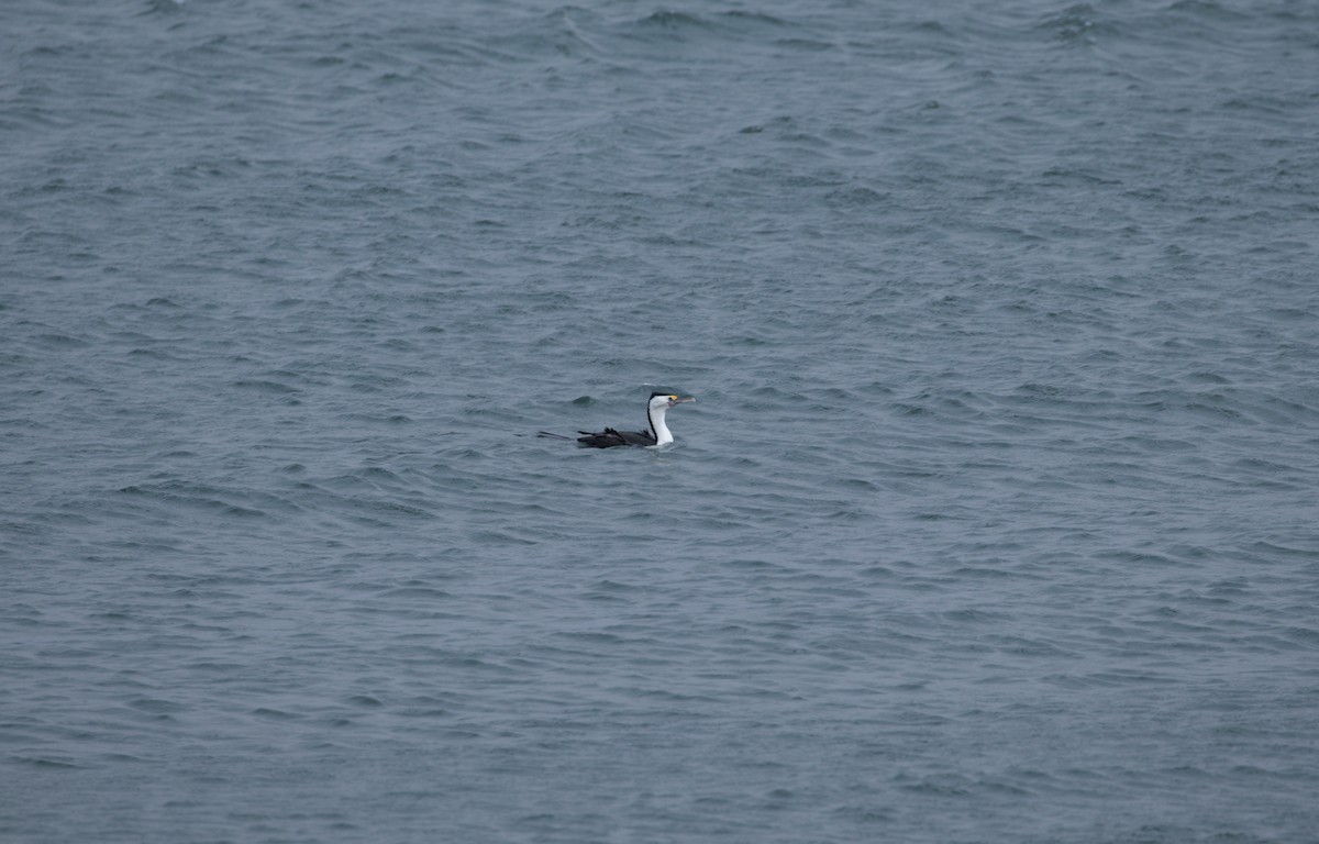 Pied Cormorant - ML202951791