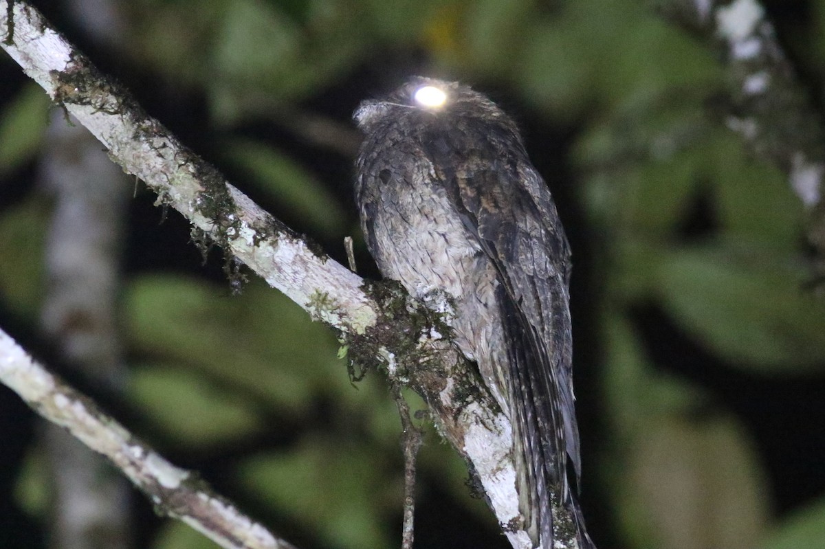 Common Potoo - Anton Liebermann