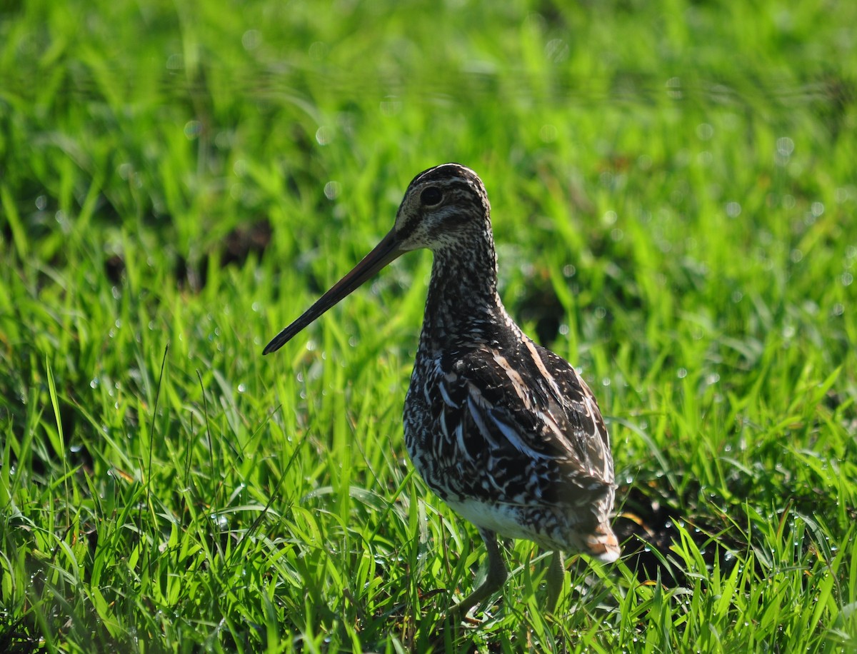 Pantanal Snipe - Bill Tweit