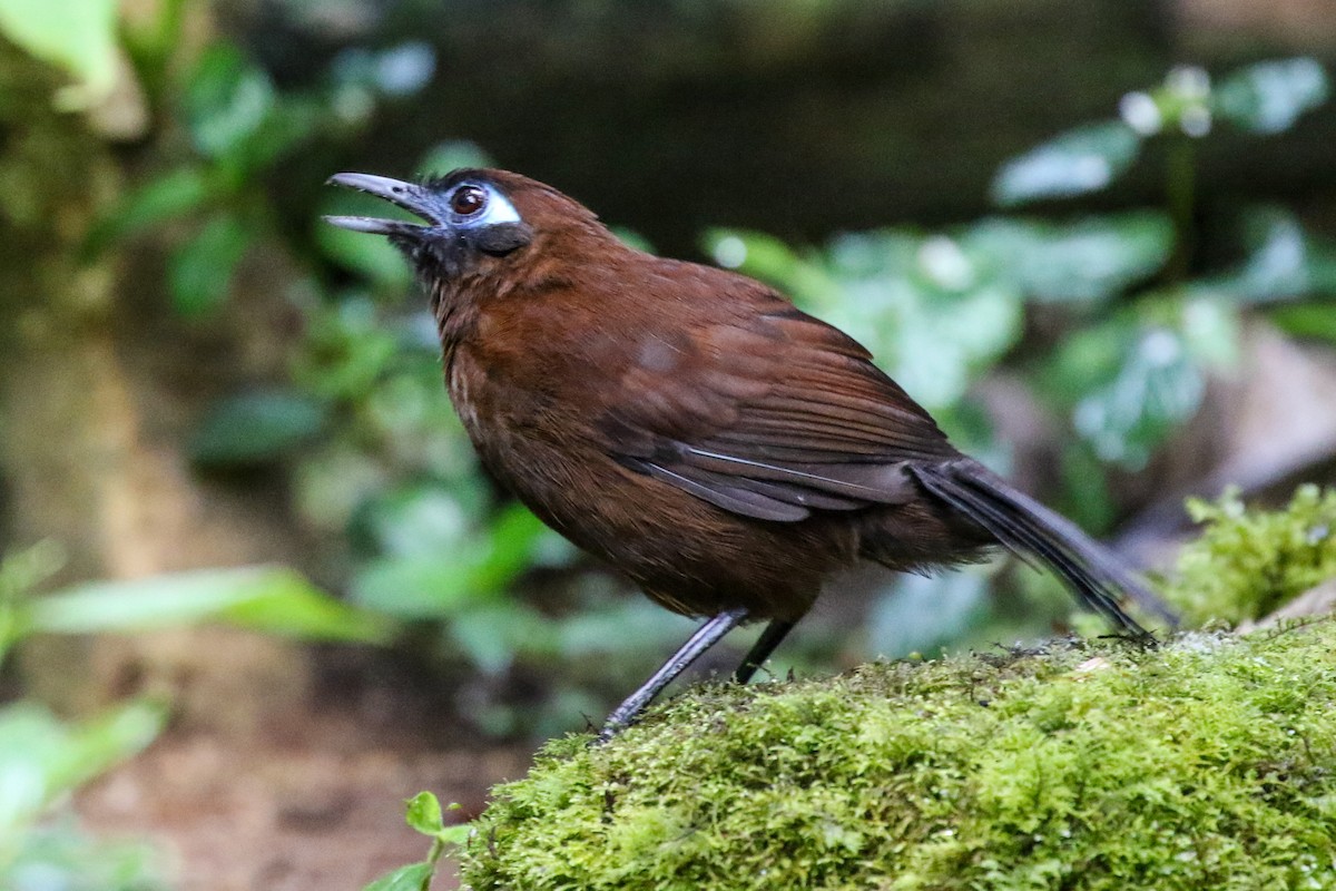 Panamáameisenvogel (berlepschi) - ML202953531