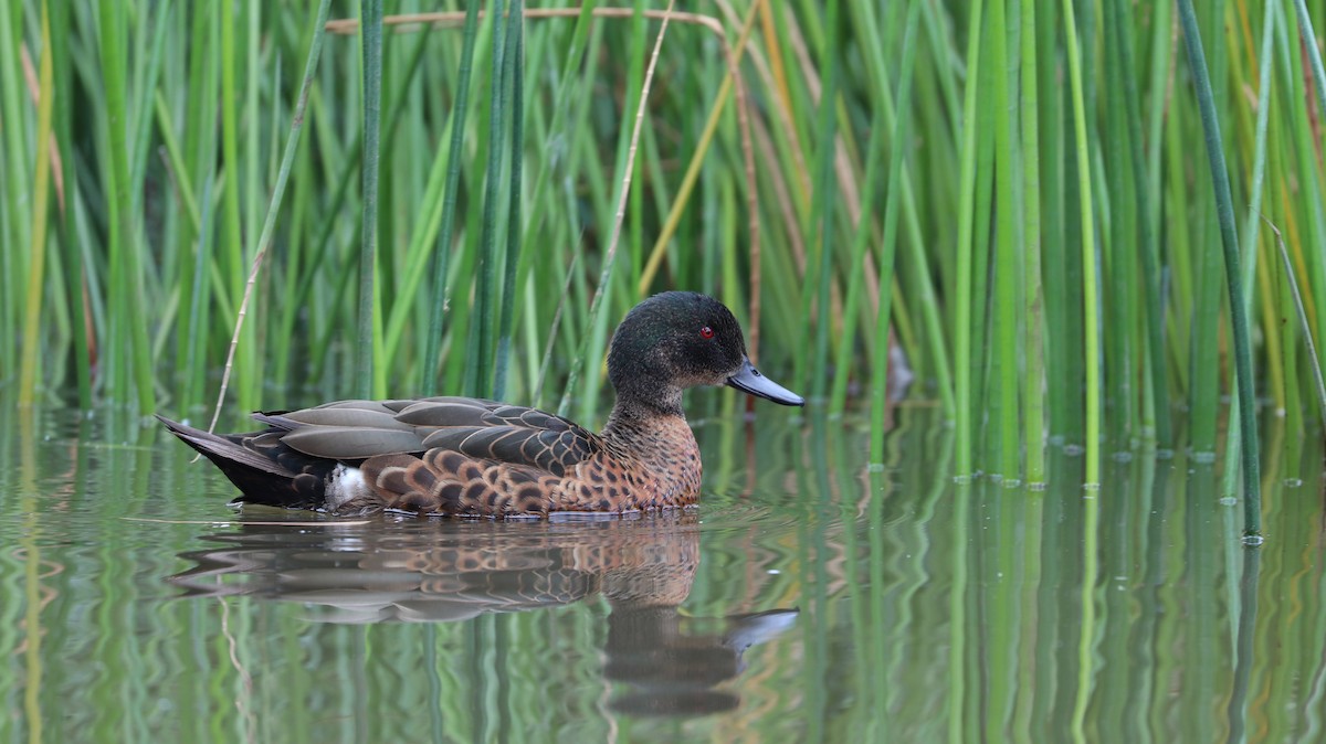 Chestnut Teal - Chi-Hsuan Shao