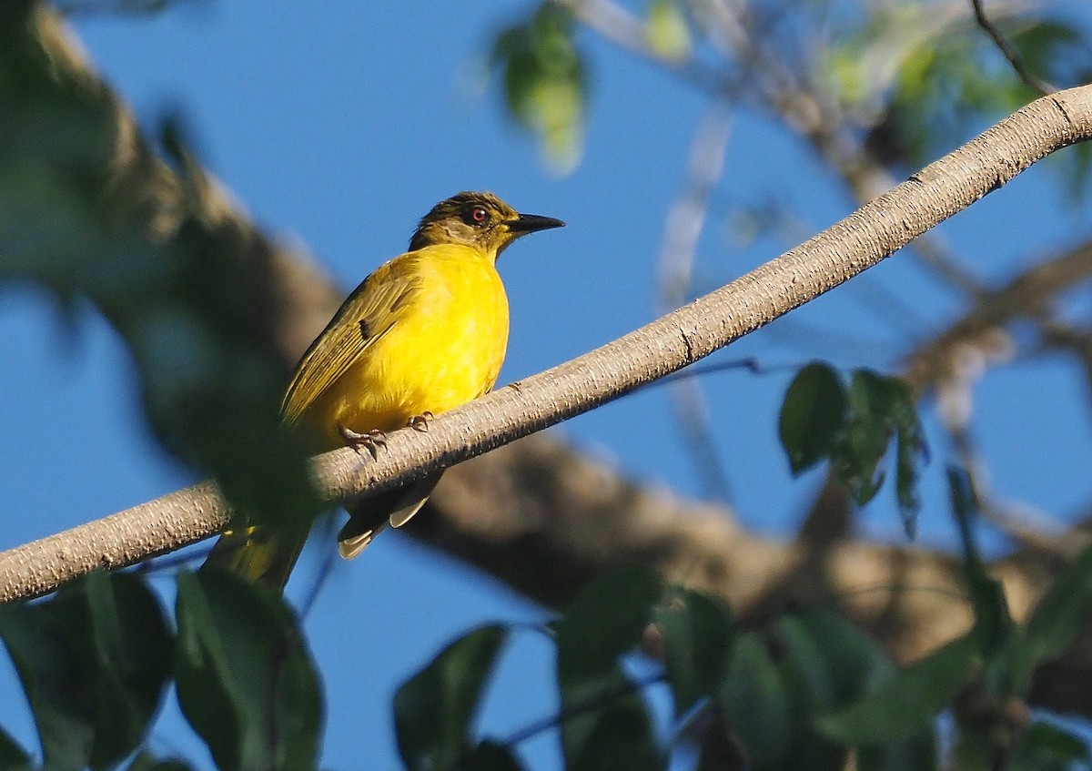 Bulbul de las Togian - ML202954081