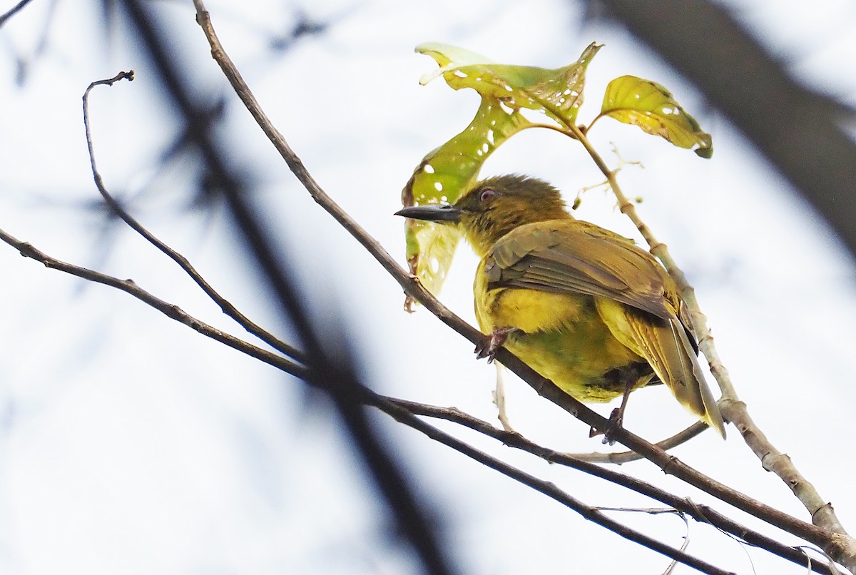 Bulbul de las Banggai - ML202954251