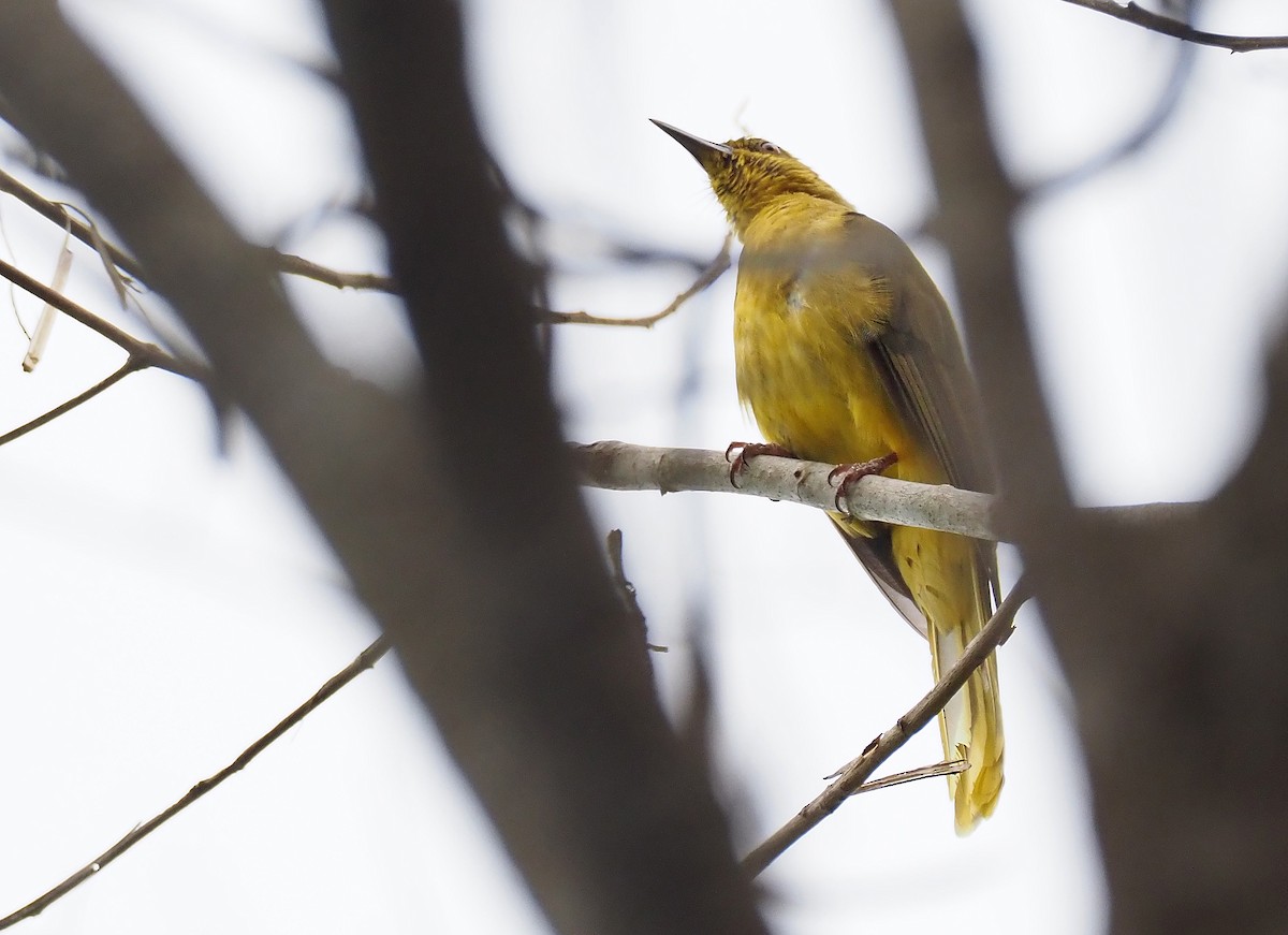 Banggai Golden-Bulbul - ML202954261