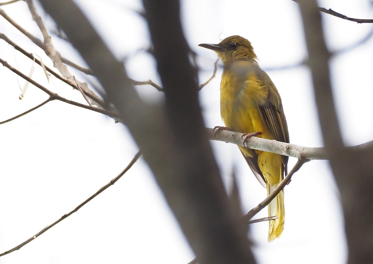 Bulbul de las Banggai - ML202954271