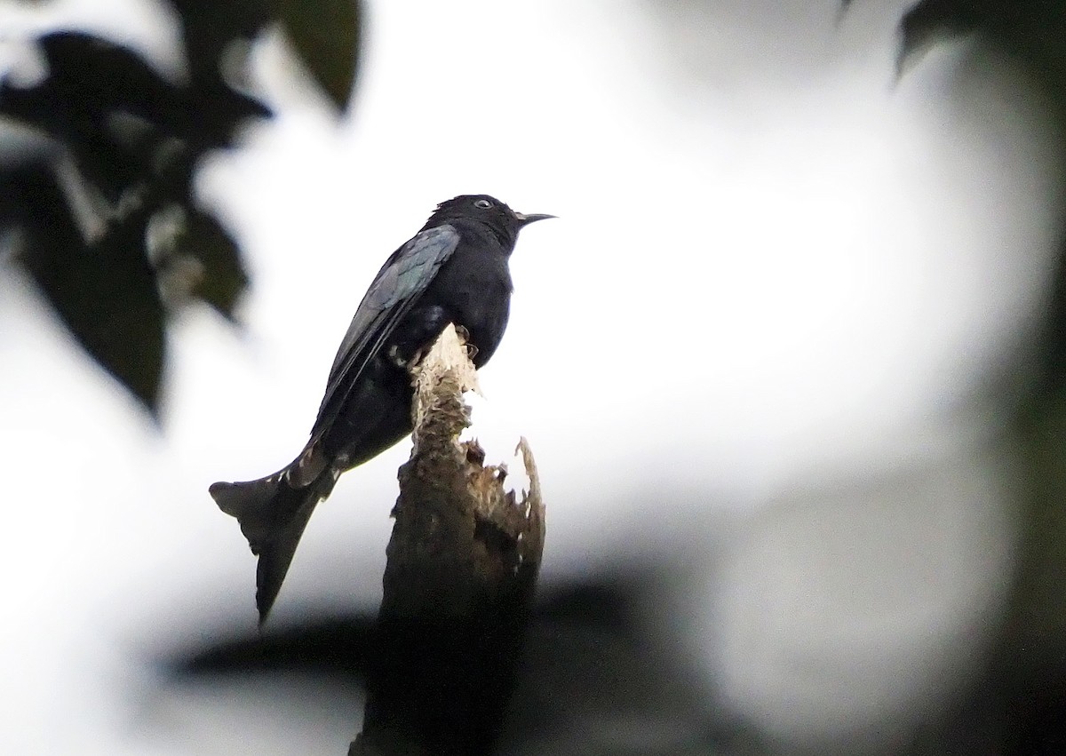 Moluccan Drongo-Cuckoo - ML202954321