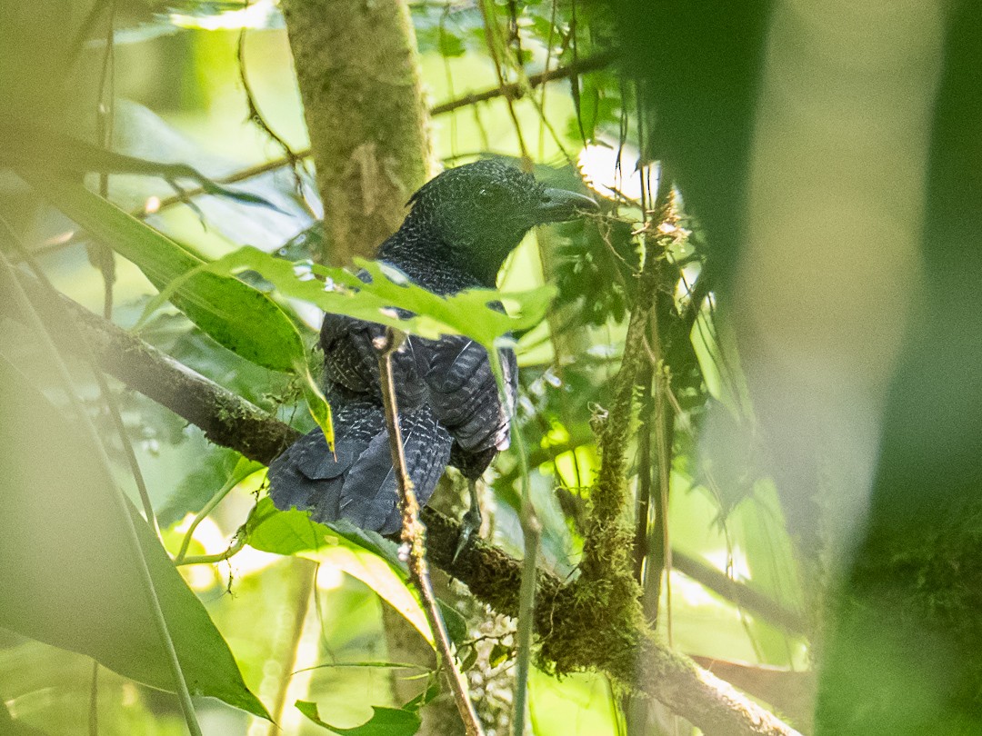 Fulvous Antshrike - ML202954411