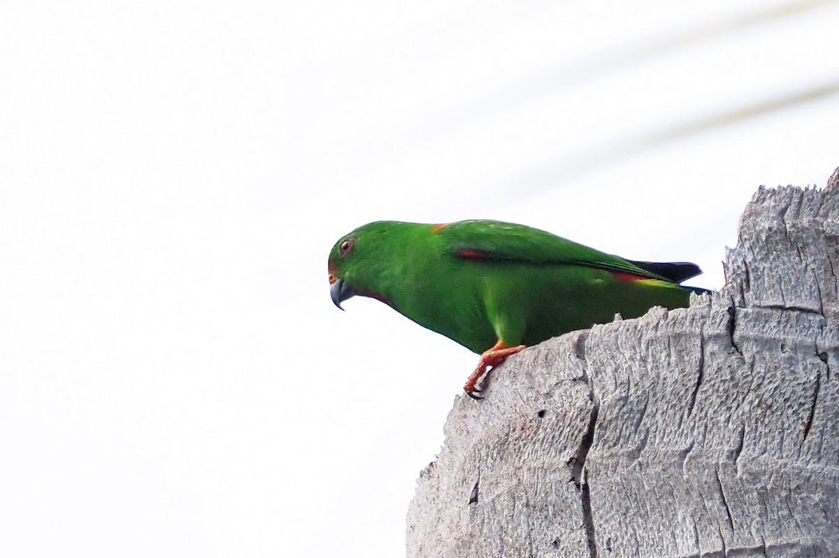 Sula Hanging-Parrot - ML202954481