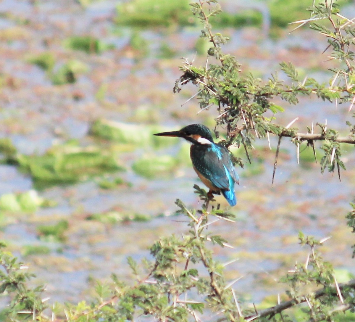 Common Kingfisher - Narendra Phadke