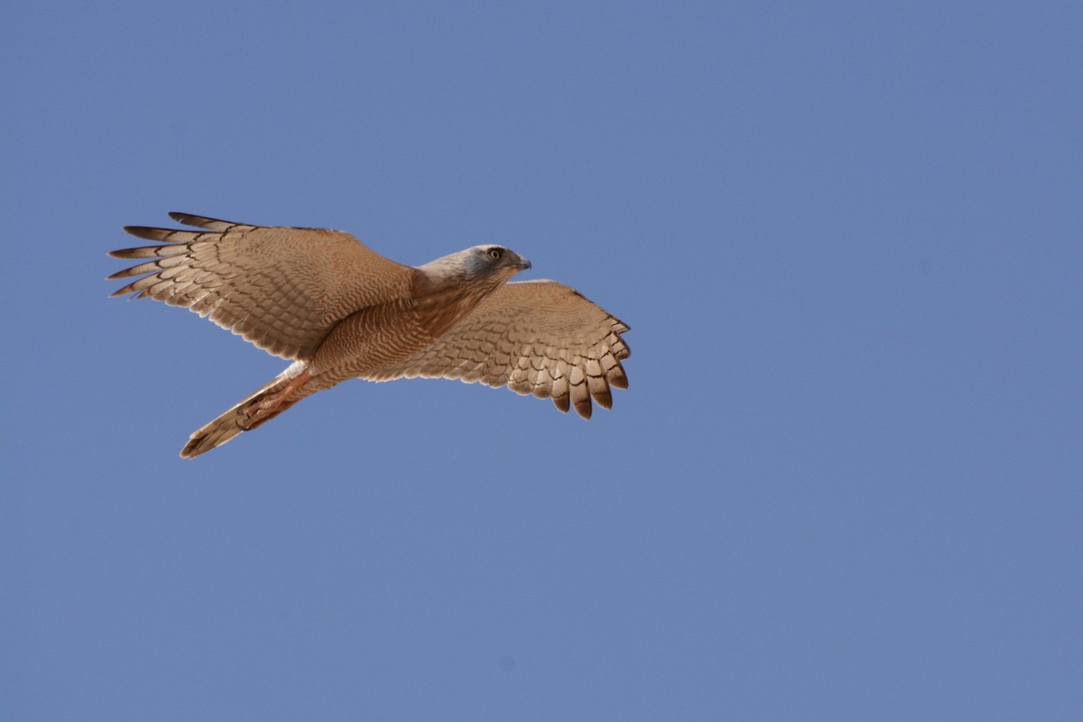 Dark Chanting-Goshawk - Jenna McCullough