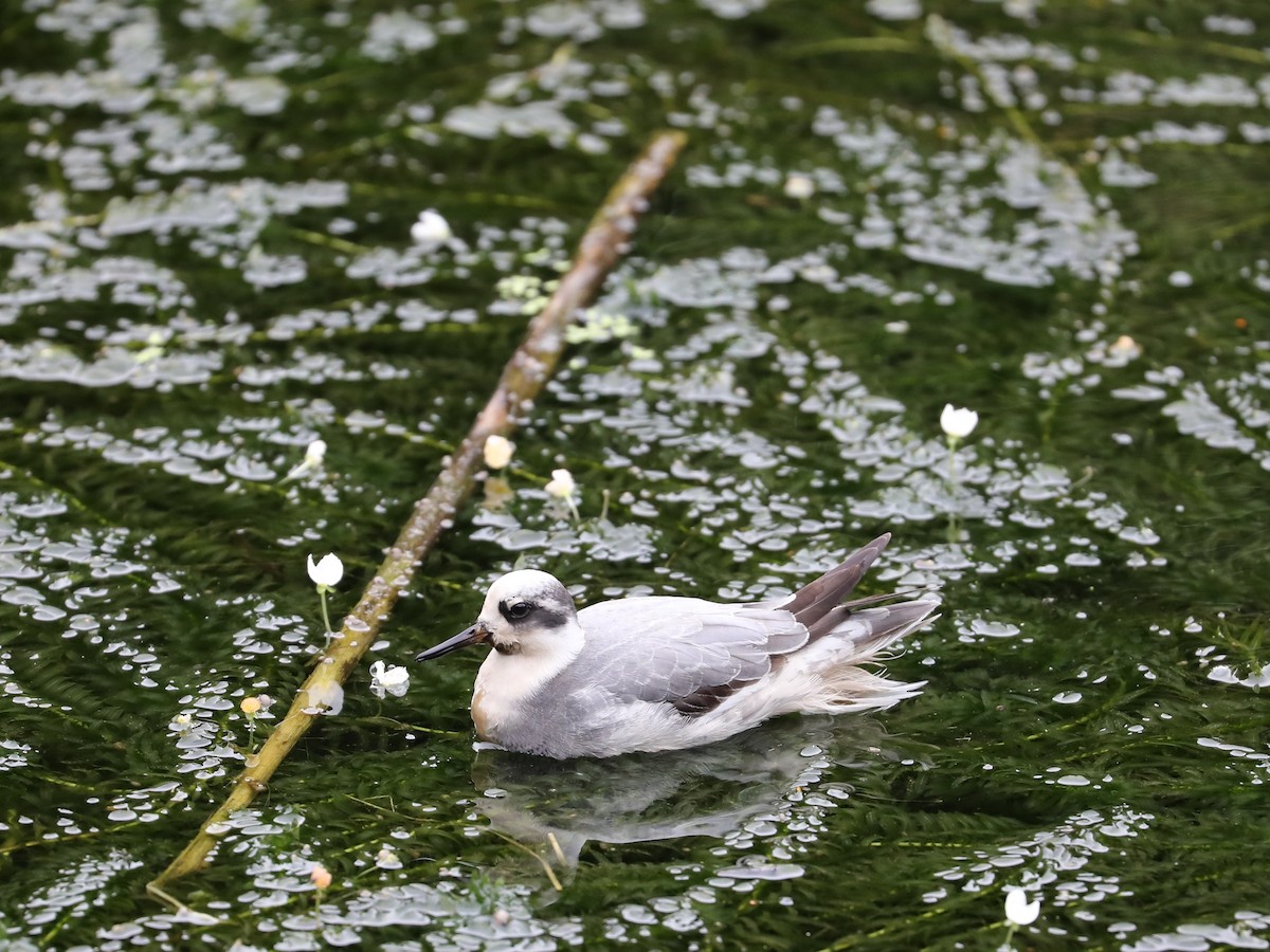 Red Phalarope - ML202956791