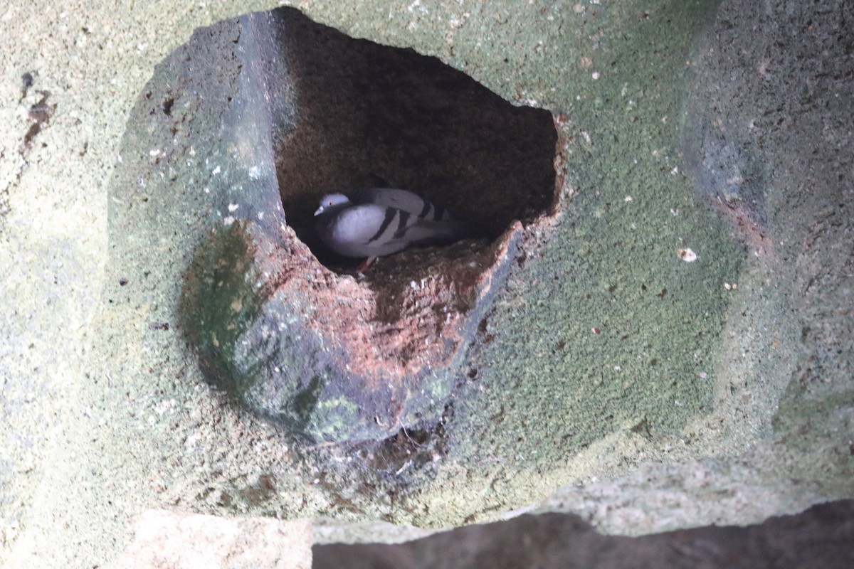Rock Pigeon (Wild type) - Bert Frenz