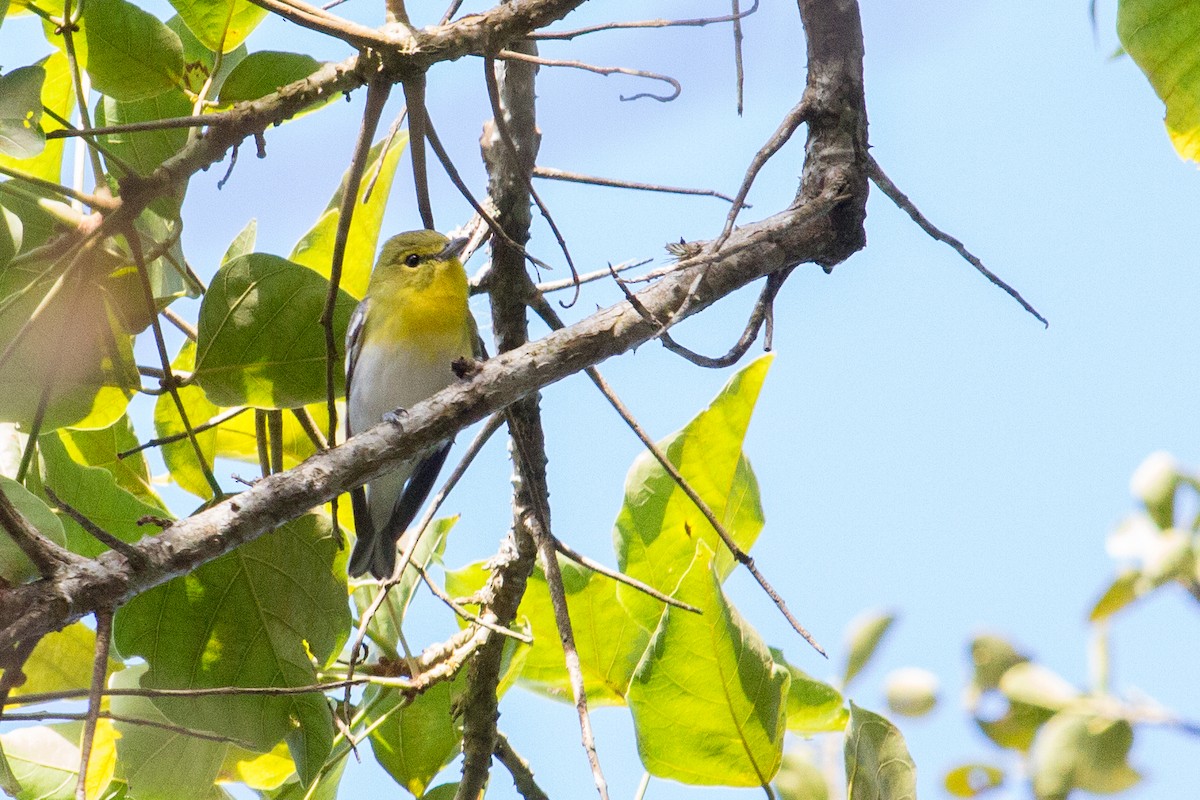 Yellow-throated Vireo - Oswaldo Hernández Sánchez