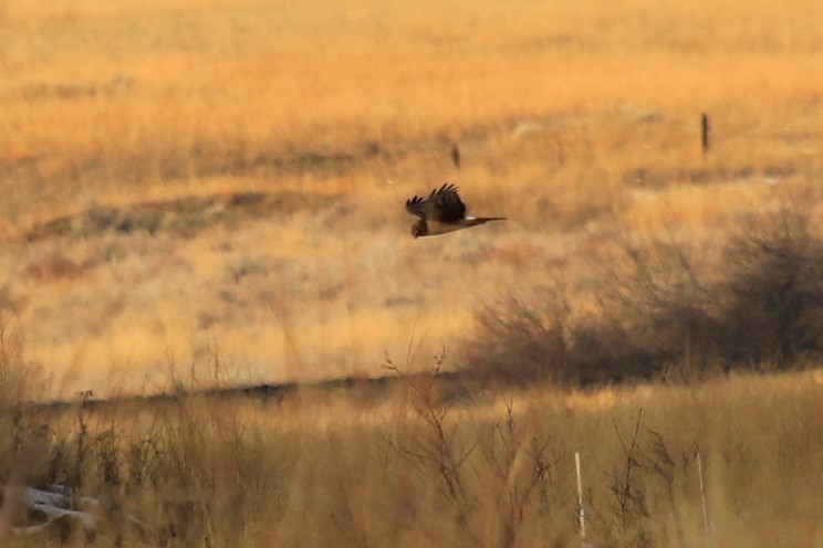 Northern Harrier - ML202958811