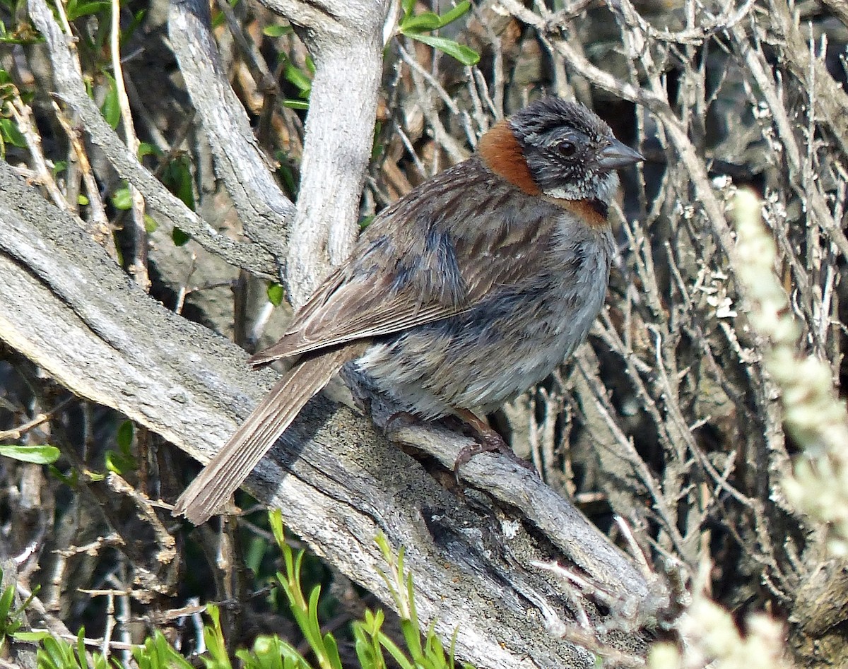 Rufous-collared Sparrow - ML202959431