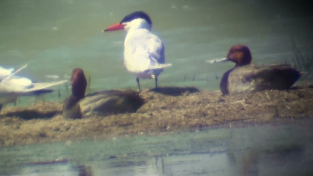 Caspian Tern - ML20296021