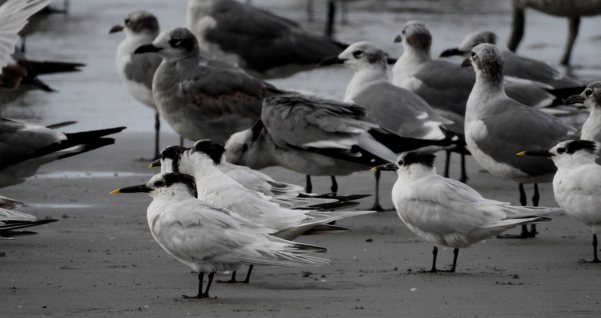 Sandwich Tern - ML202962461