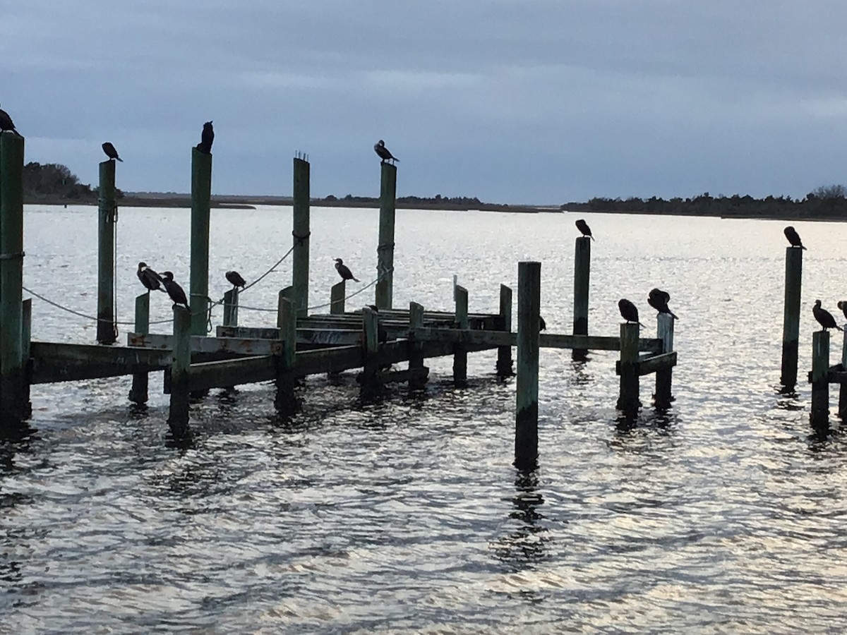 Double-crested Cormorant - ML202962651