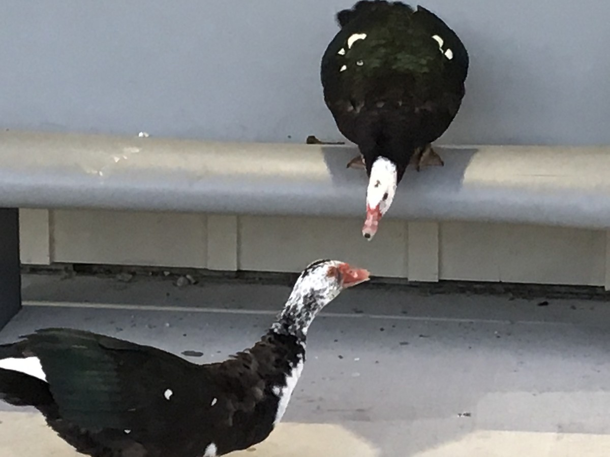 Muscovy Duck (Domestic type) - ML202962891