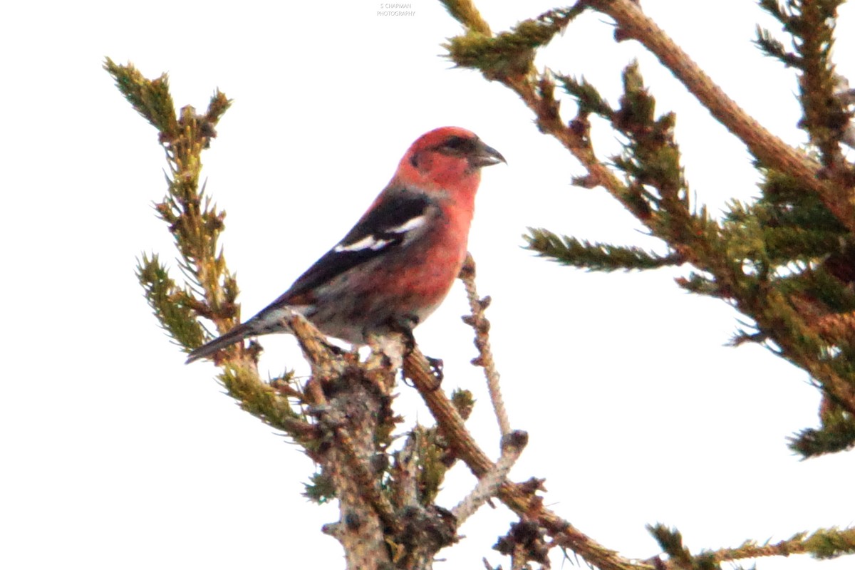 White-winged Crossbill - ML202962941