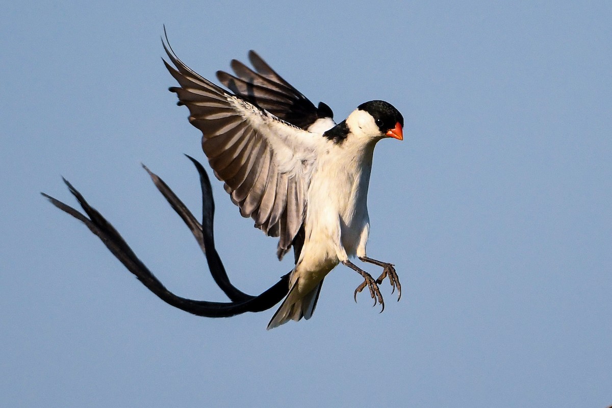 Pin-tailed Whydah - Maryse Neukomm