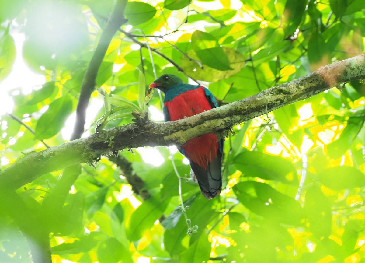 Pavonine Quetzal - Stephan Lorenz