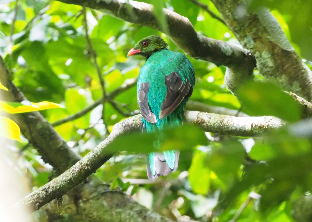 Pavonine Quetzal - Stephan Lorenz