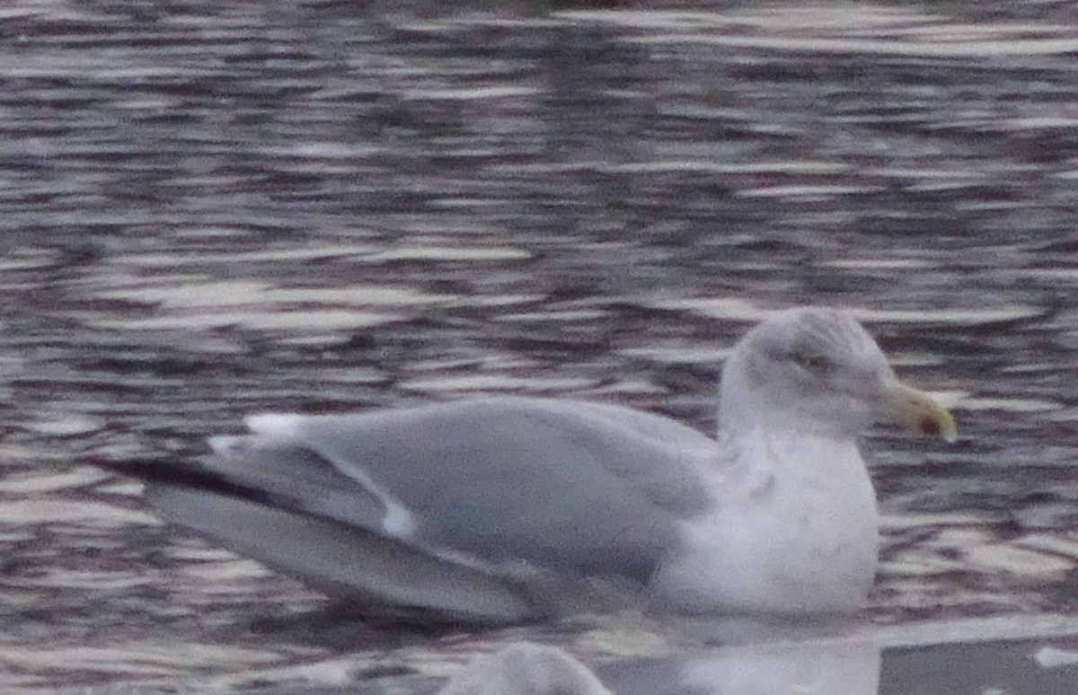 Gaviota Argéntea - ML202965381