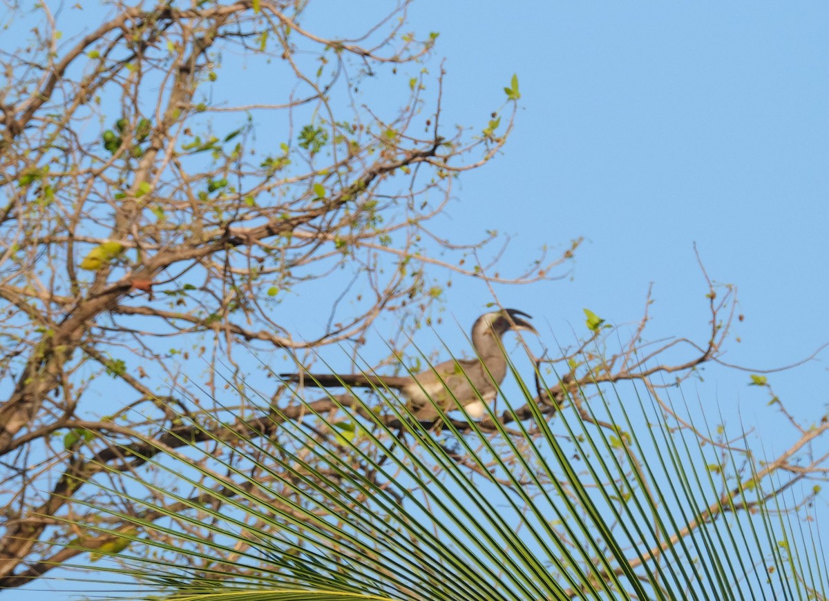 Indian Gray Hornbill - ML202966041