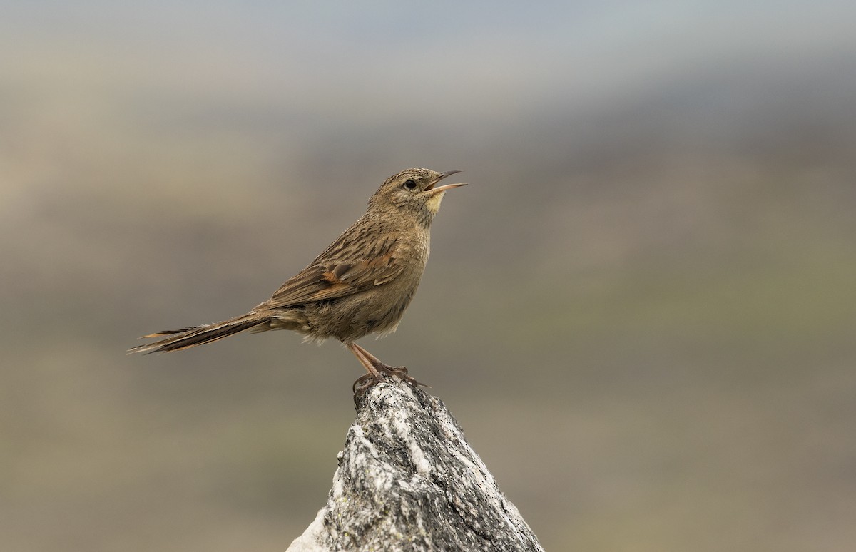 Streak-backed Canastero (Puna) - Evangelina Indelicato