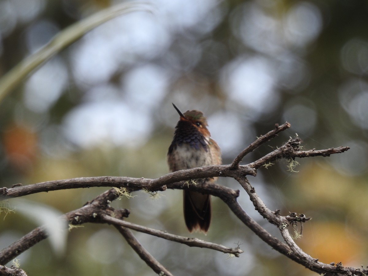 Volcano Hummingbird - Sam Jolly