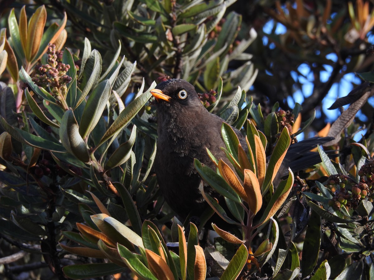 Sooty Thrush - Sam Jolly