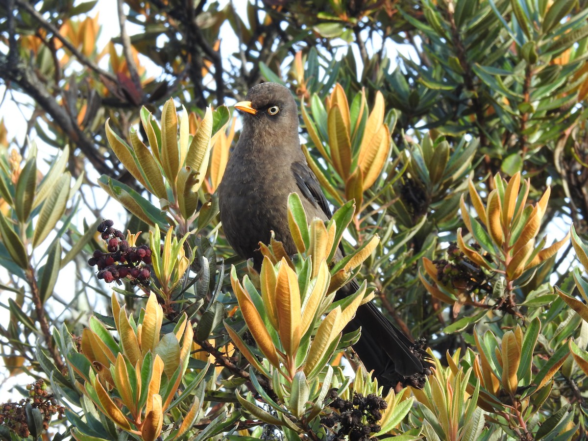 Sooty Thrush - Sam Jolly