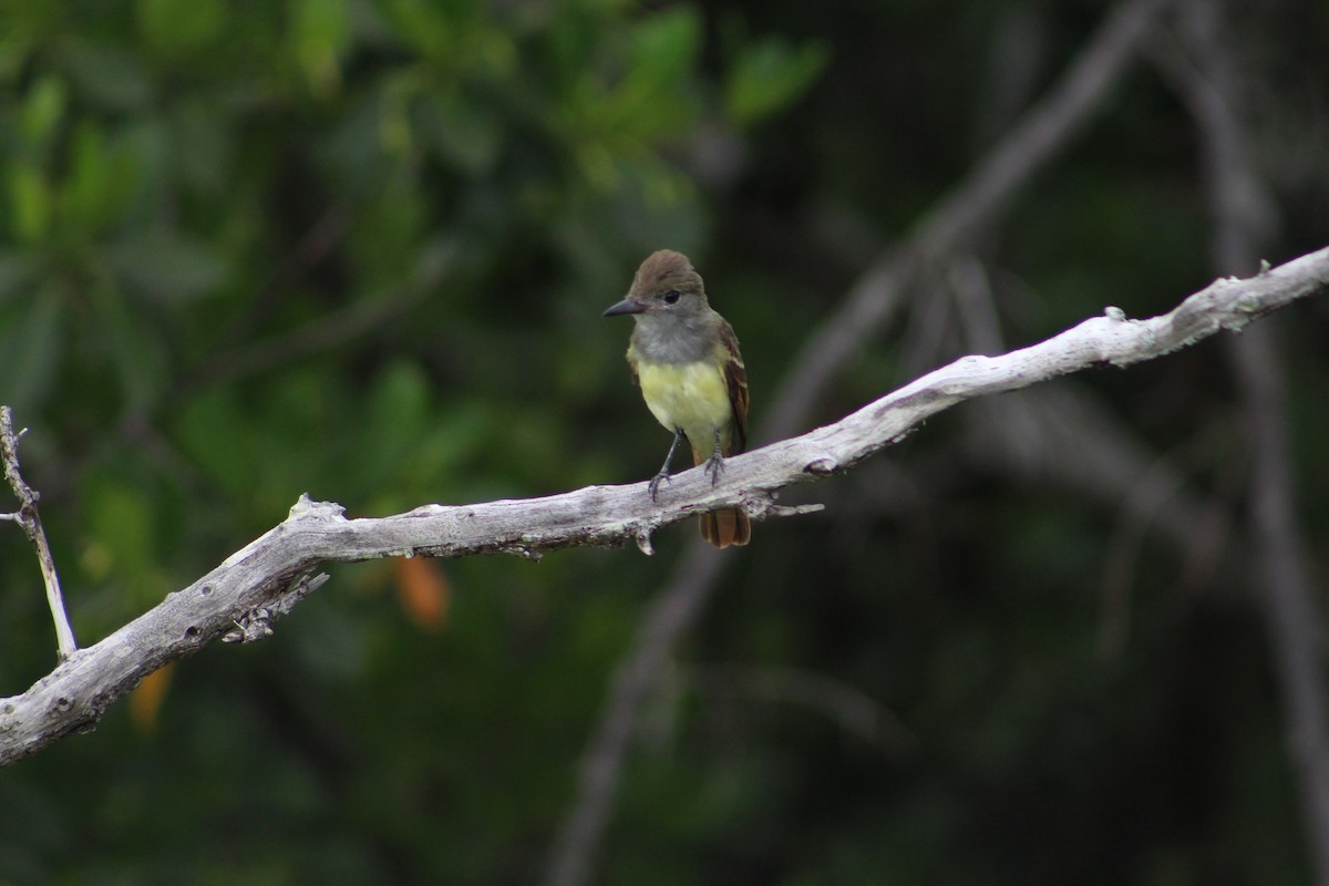 Great Crested Flycatcher - ML202967401