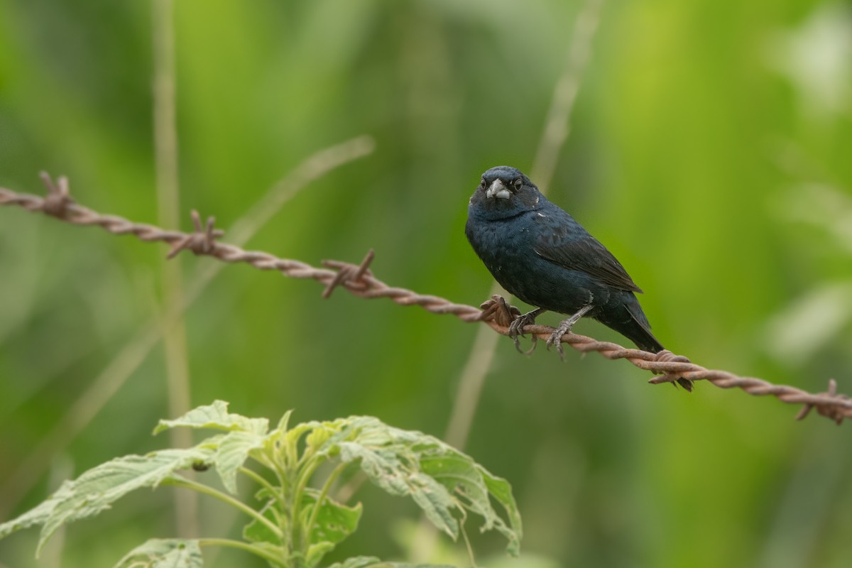 Blue-black Grassquit - Pablo Re