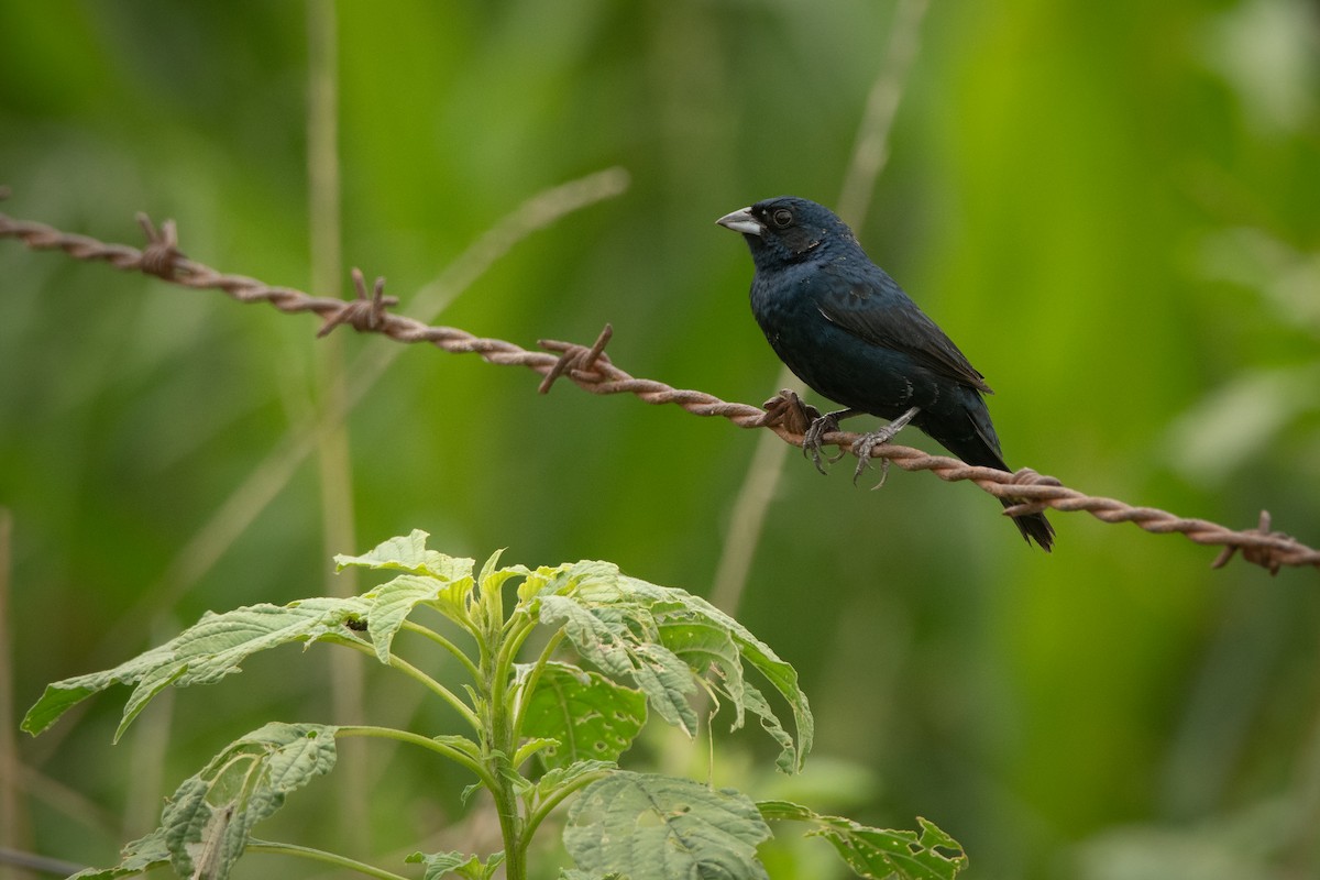 Blue-black Grassquit - Pablo Re