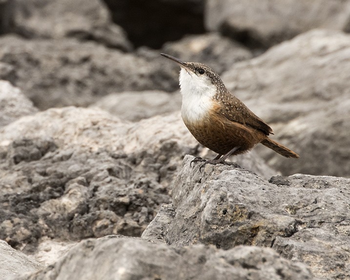 Canyon Wren - Daniel Kelch