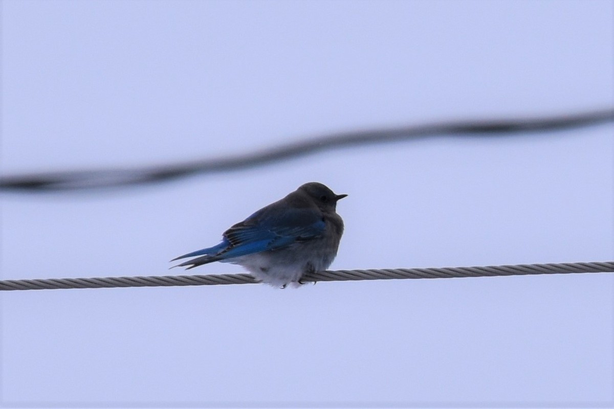 Mountain Bluebird - ML202970061