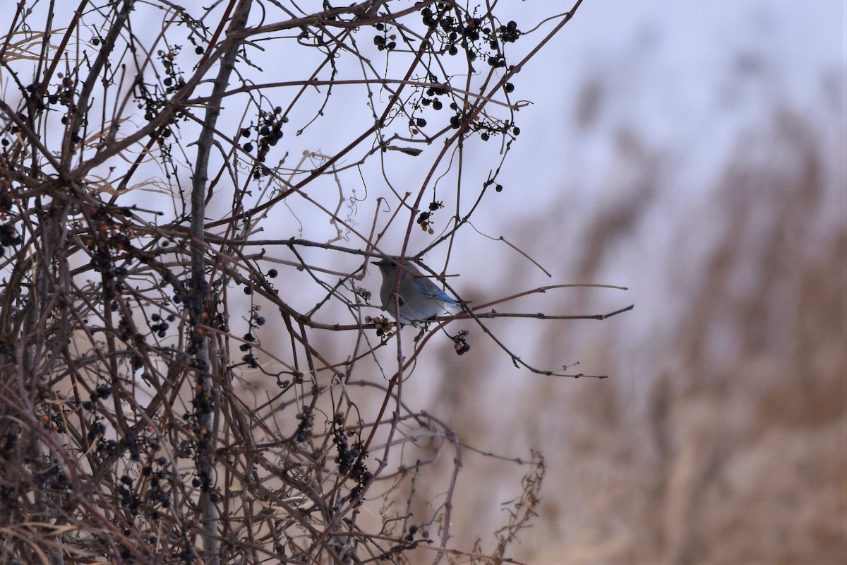 Mountain Bluebird - ML202970221