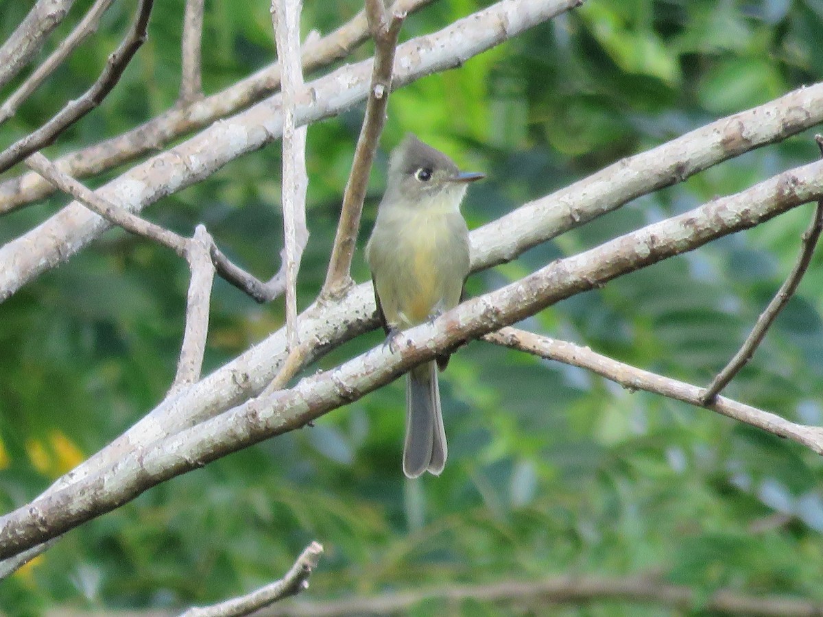 Cuban Pewee - ML202970951