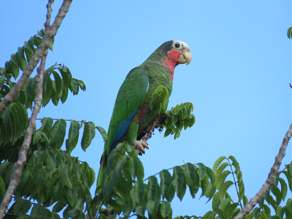 Cuban Parrot - ML202971201