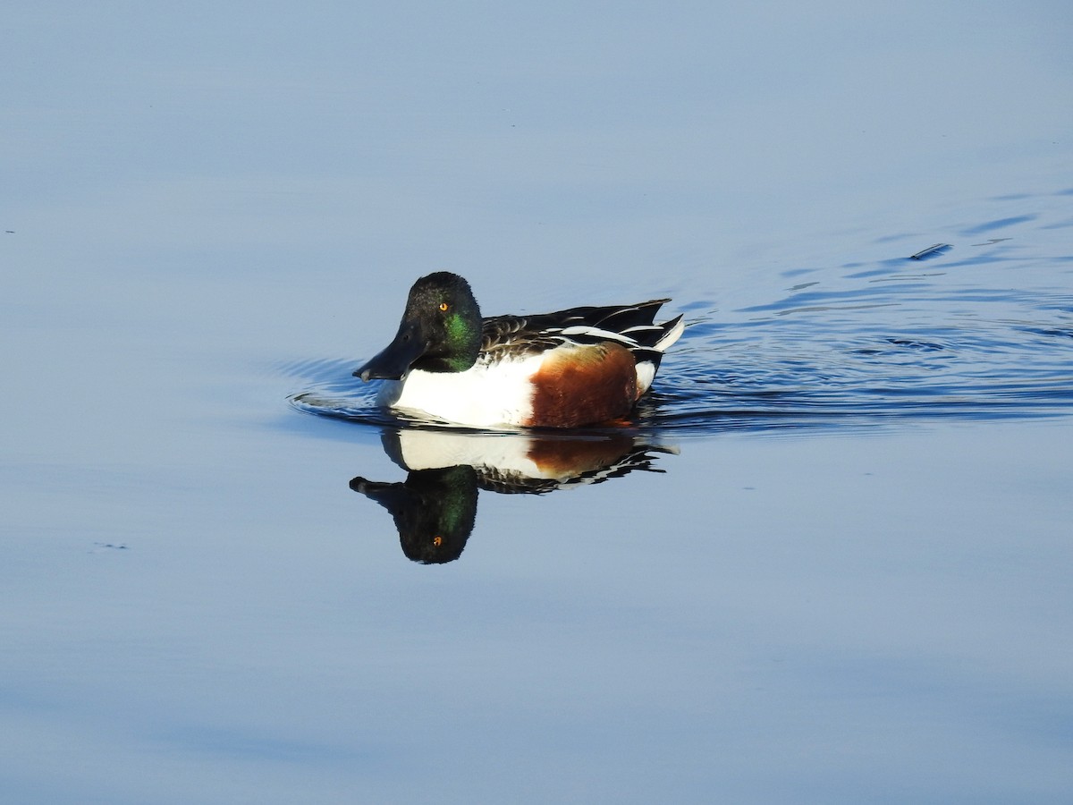 Northern Shoveler - ML202971771