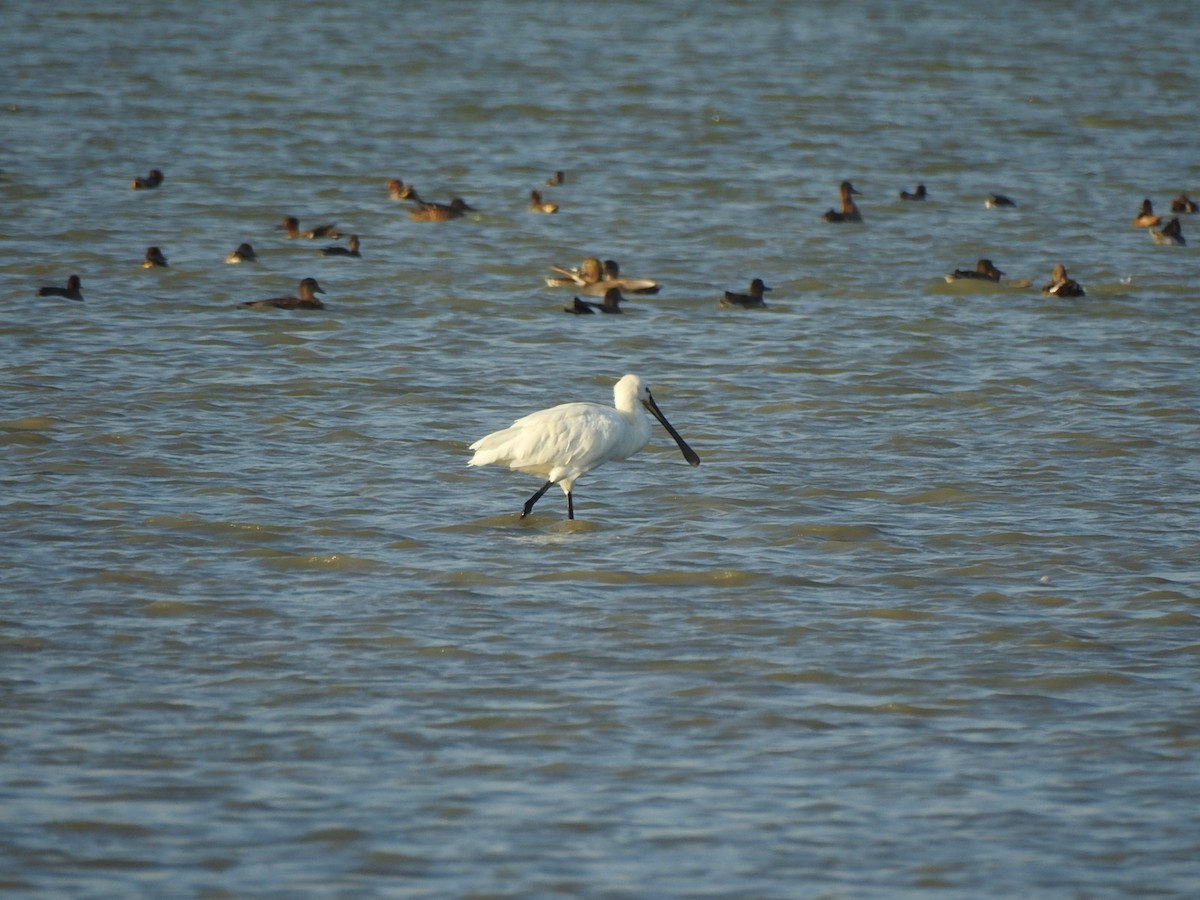 Eurasian Spoonbill - Francis D'Souza